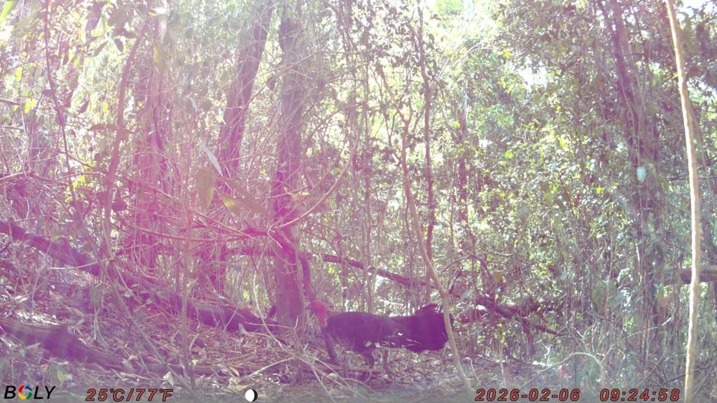 Australian Brushturkey