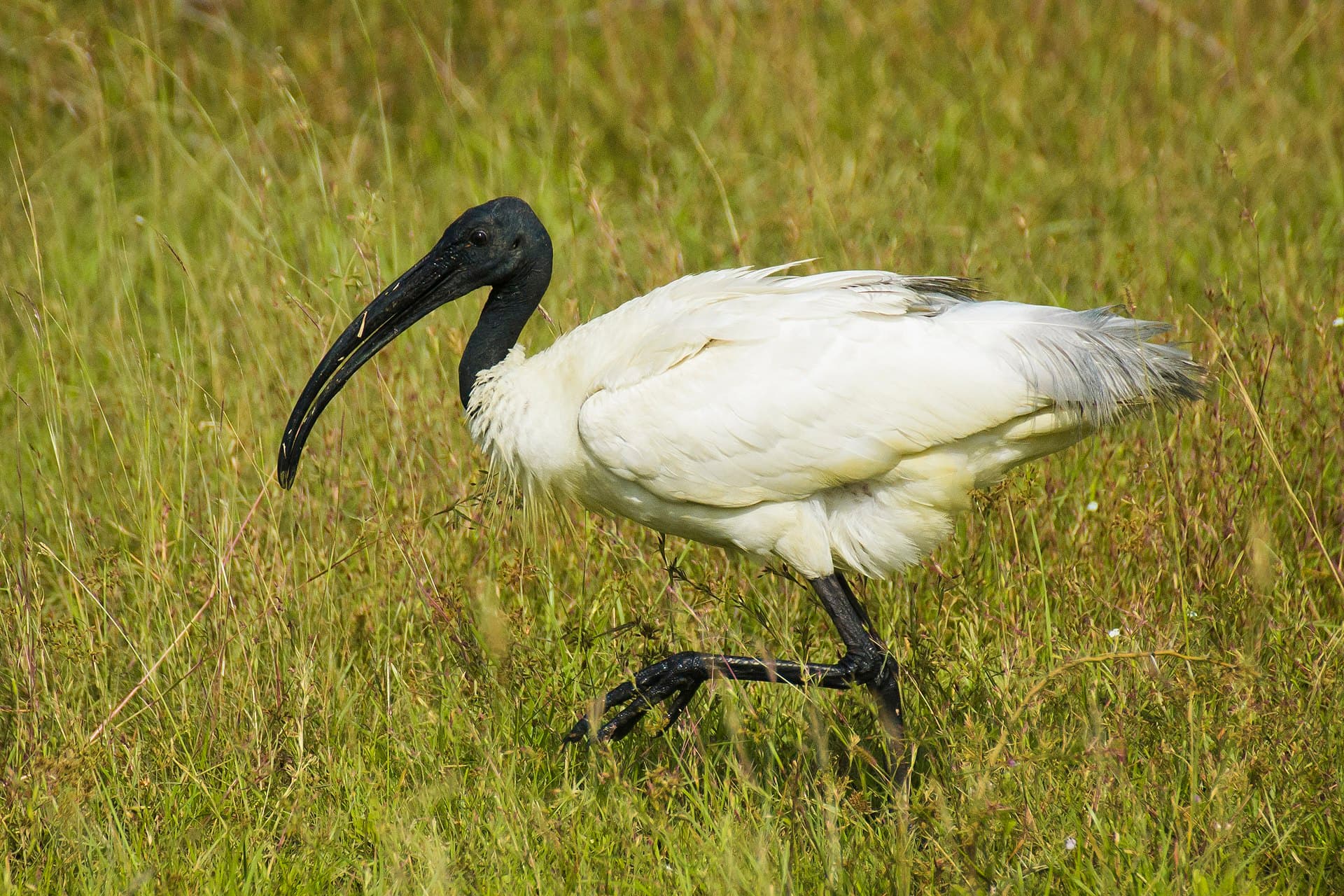 Australian White Ibis