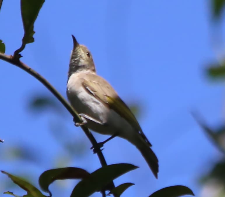 Rufous-banded Honeyeater