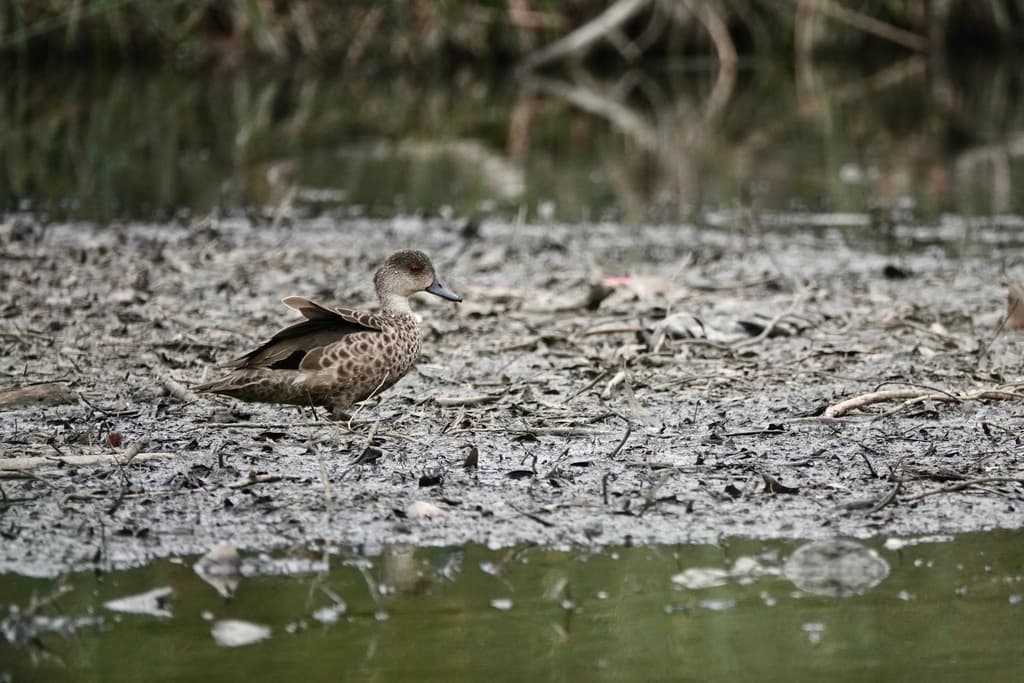 Grey Teal