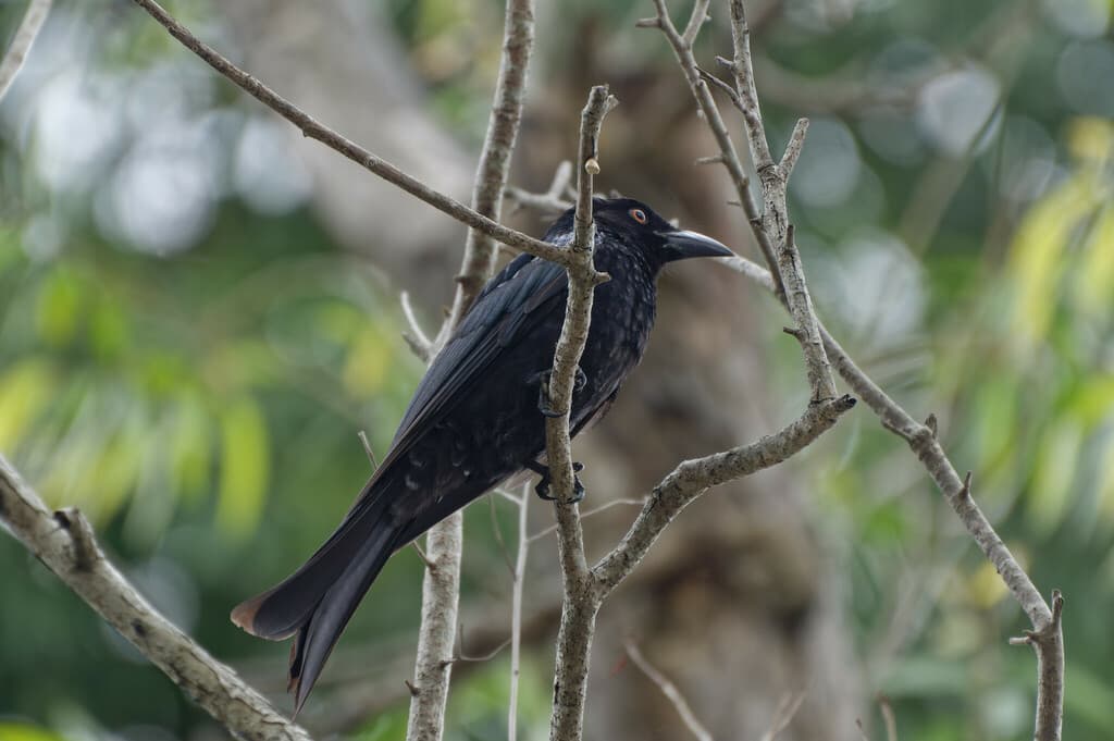 Spangled Drongo