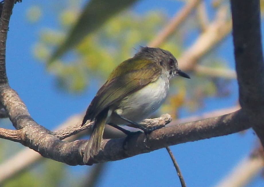 Green-backed Gerygone