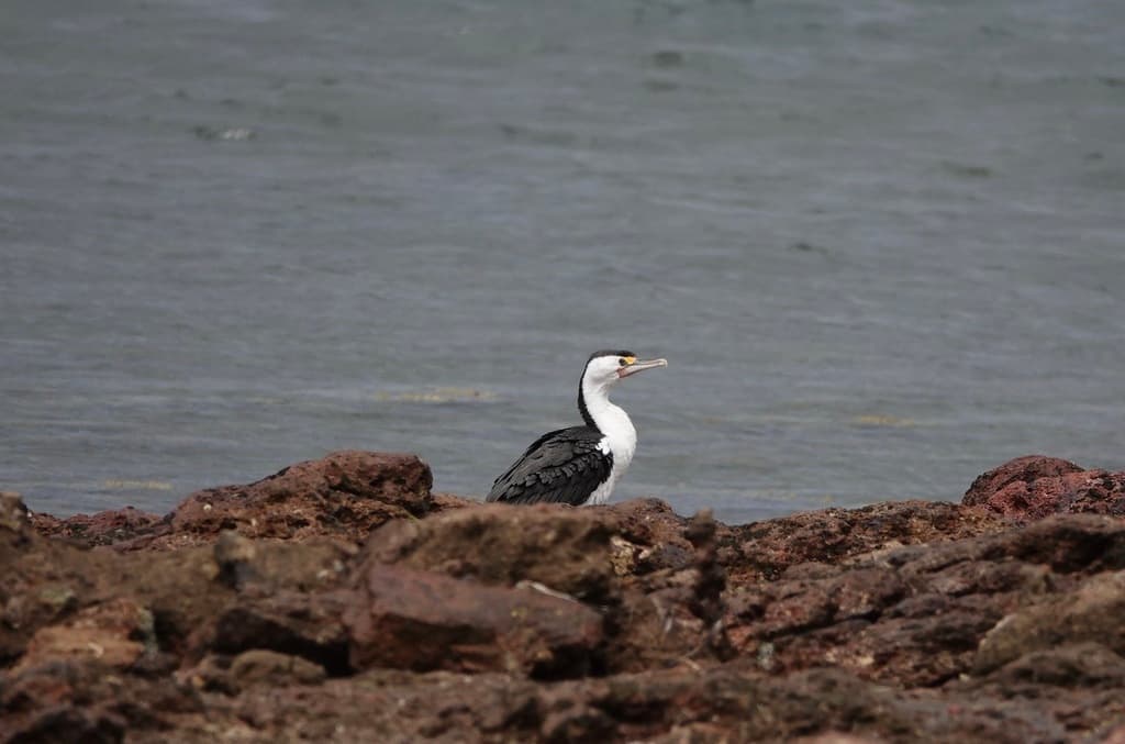 Australian Pied Cormorant
