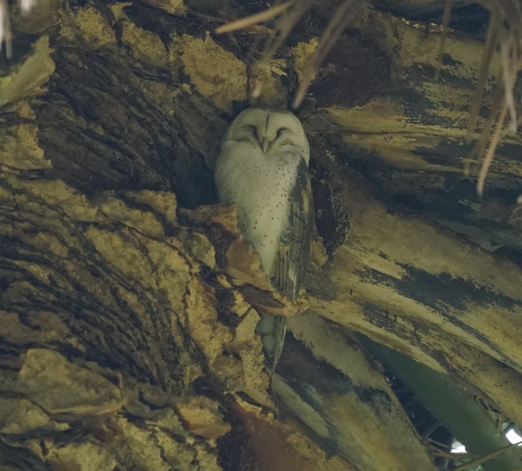 Eastern Barn Owl