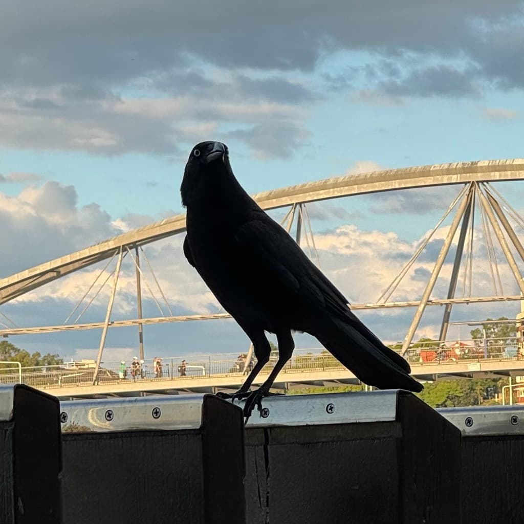 Torresian Crow