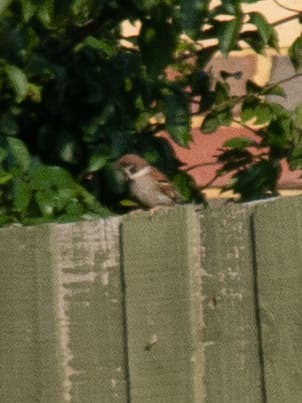 Eurasian Tree Sparrow