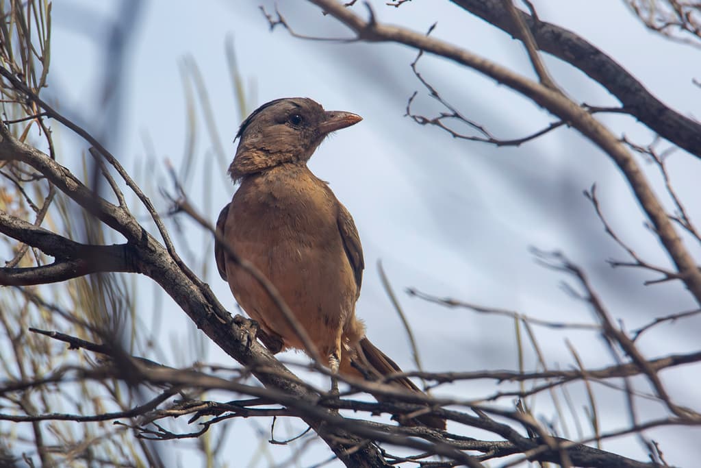 Crested Bellbird