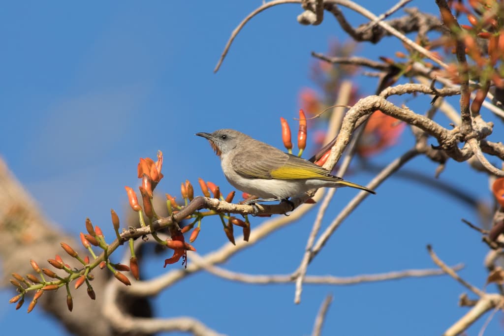 Rufous-throated Honeyeater