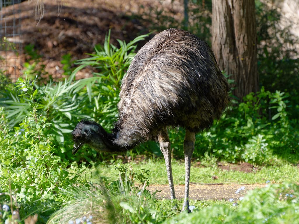 Emu