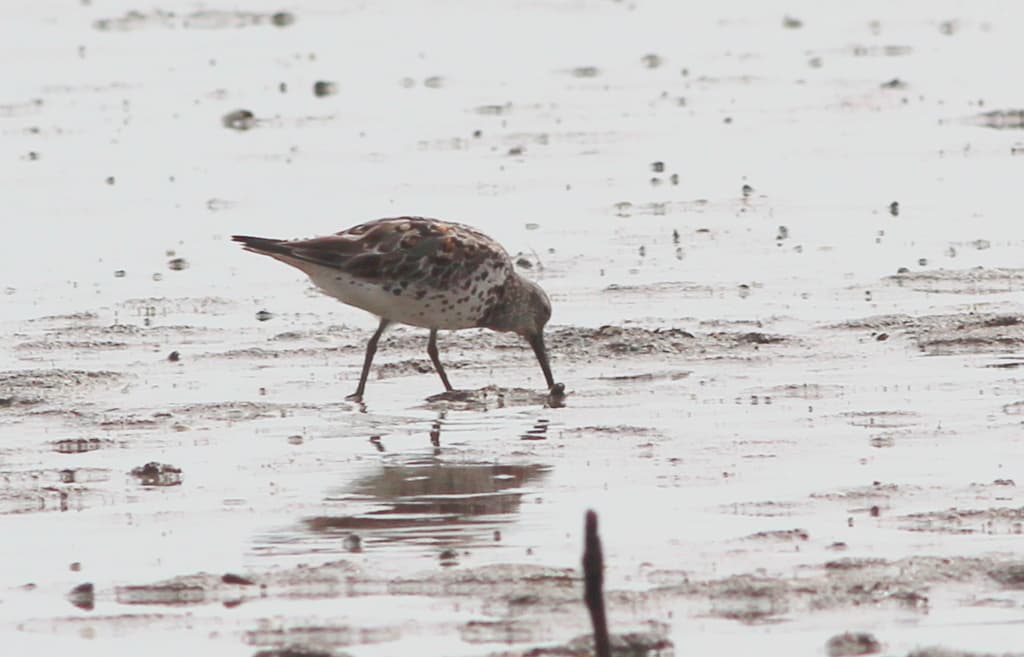 Great Knot
