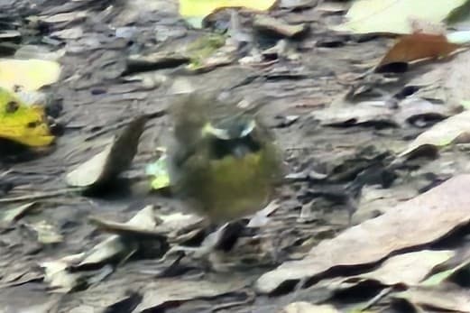 Yellow-throated Scrubwren