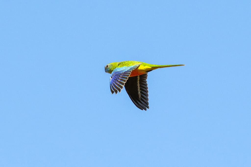 Turquoise Parrot