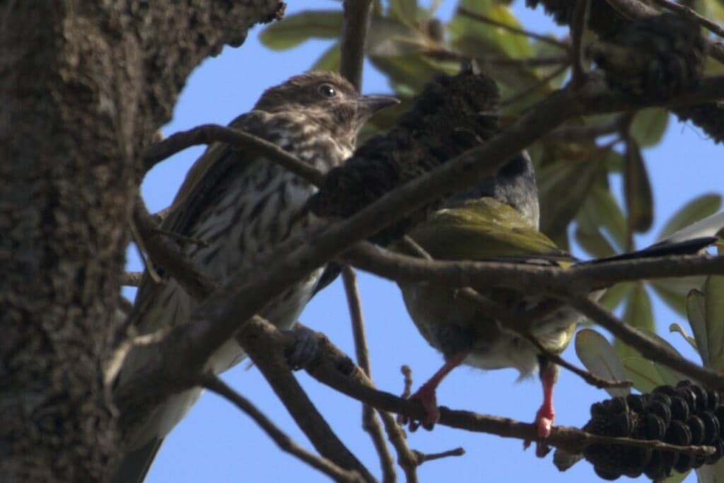 Australasian Figbird