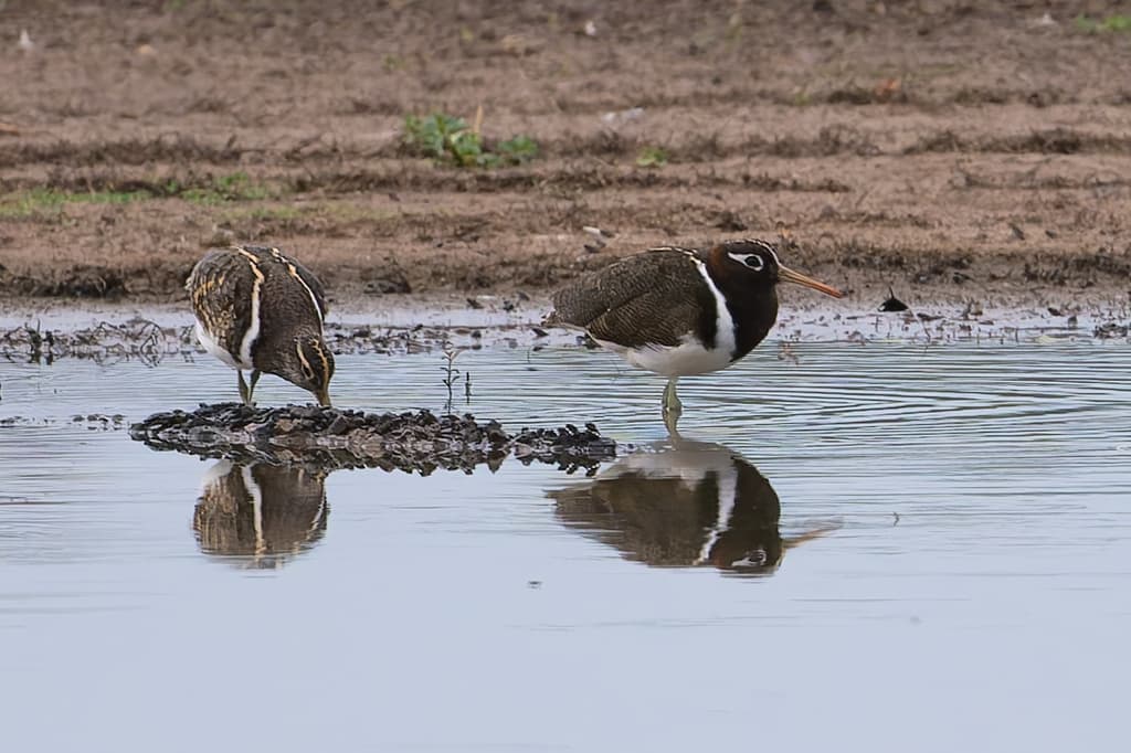 Australian Painted-snipe