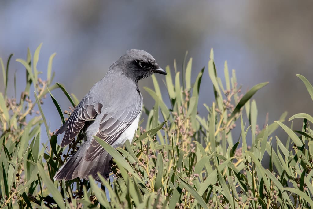 White-bellied Cuckooshrike