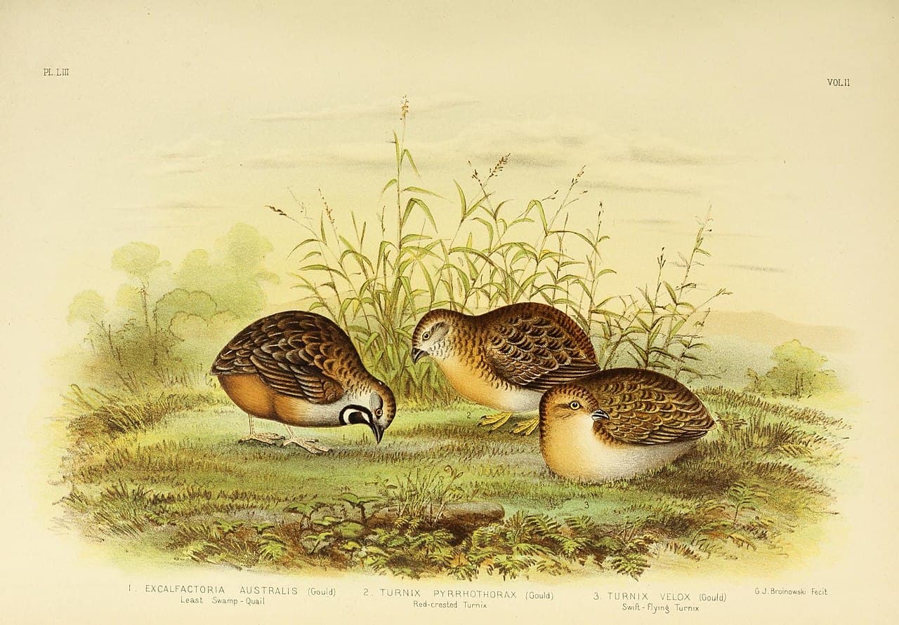 Red-chested Buttonquail