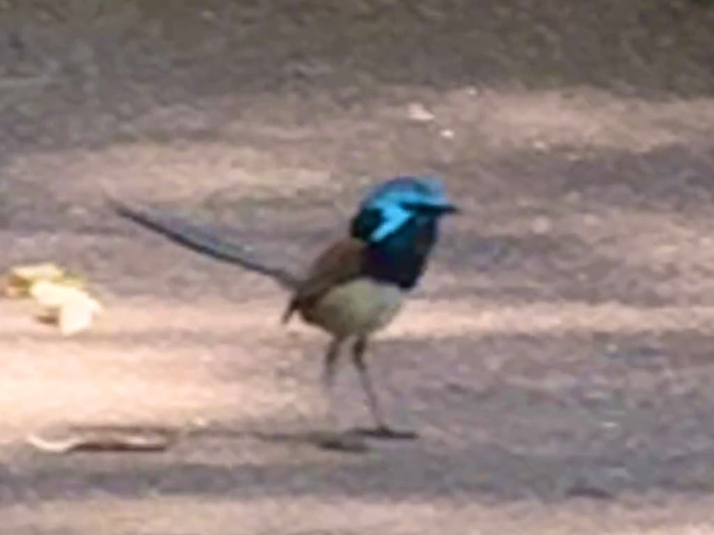 Red-winged Fairywren