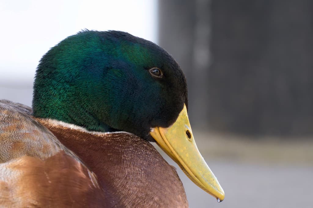 Mallard