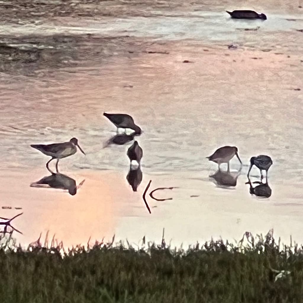 Bar-tailed Godwit