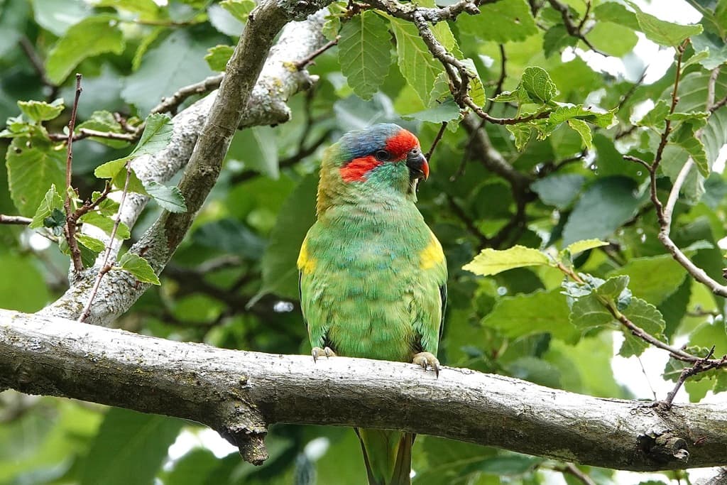 Musk Lorikeet