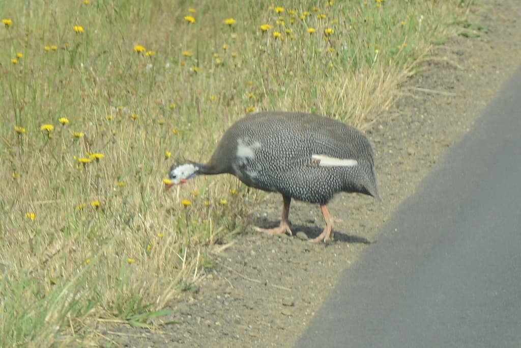 Helmeted Guineafowl