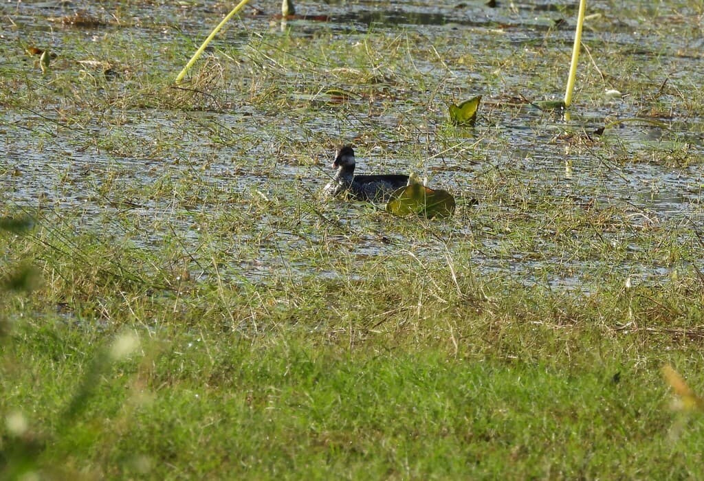 Green Pygmy Goose