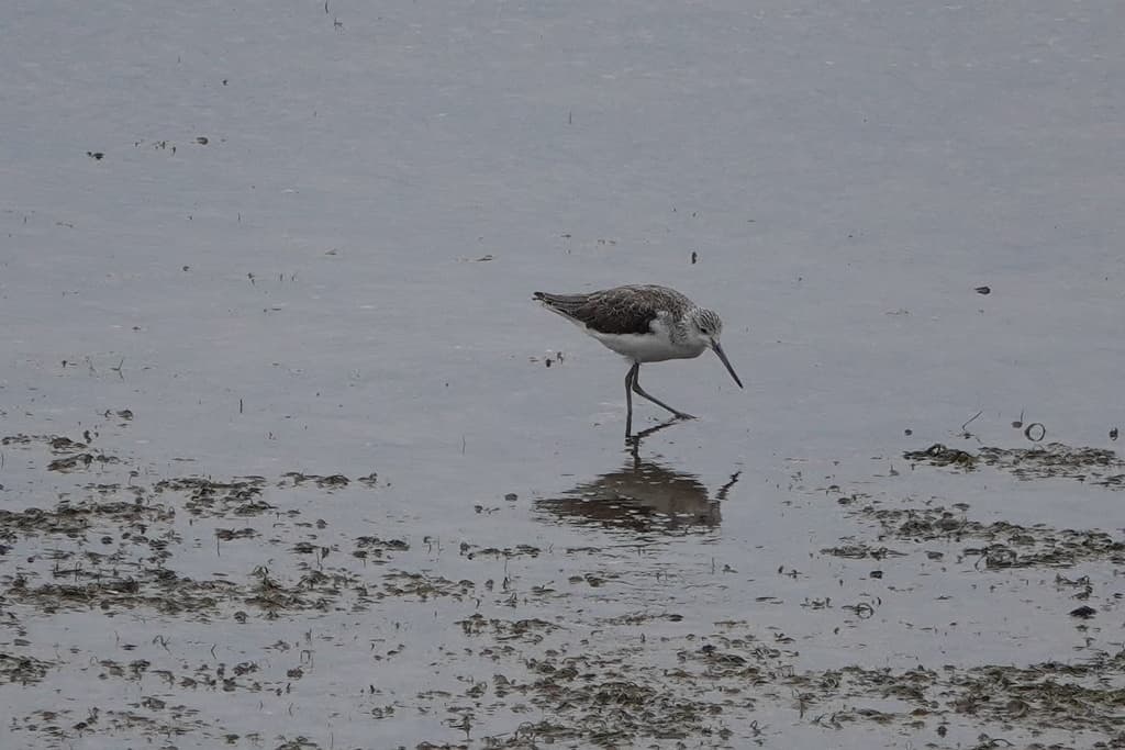 Common Greenshank