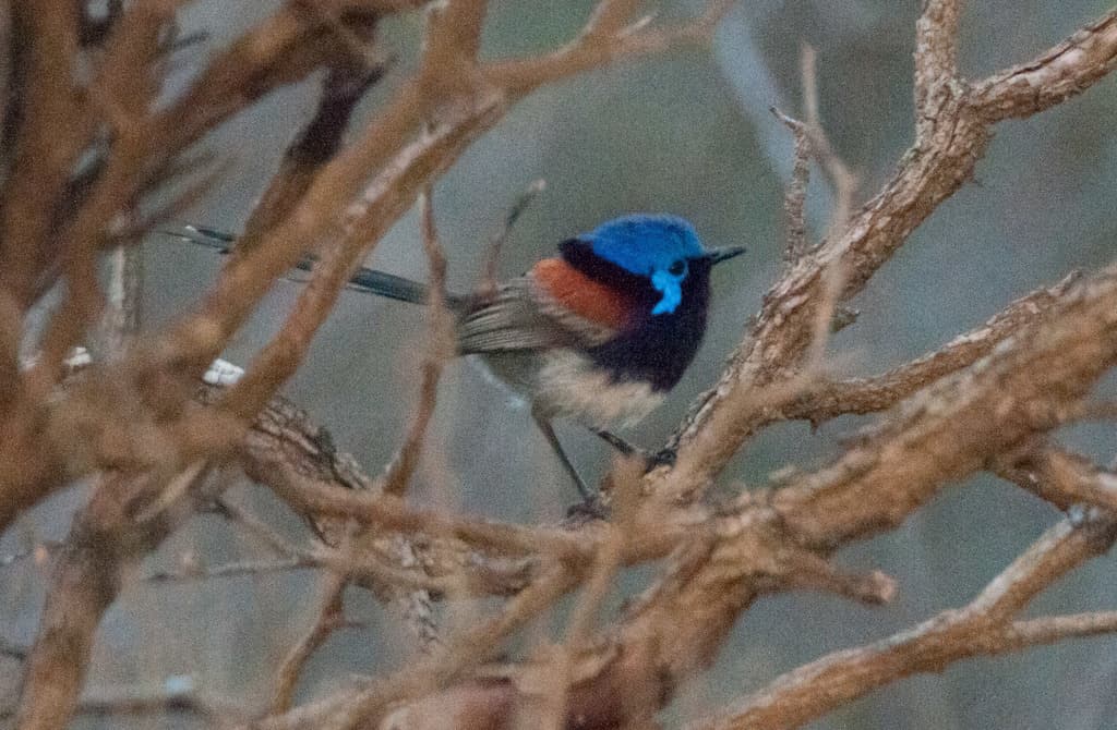 Blue-breasted Fairywren