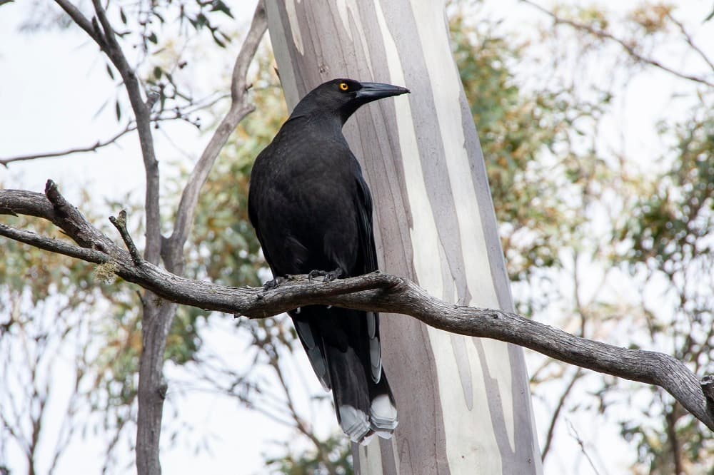 Black Currawong