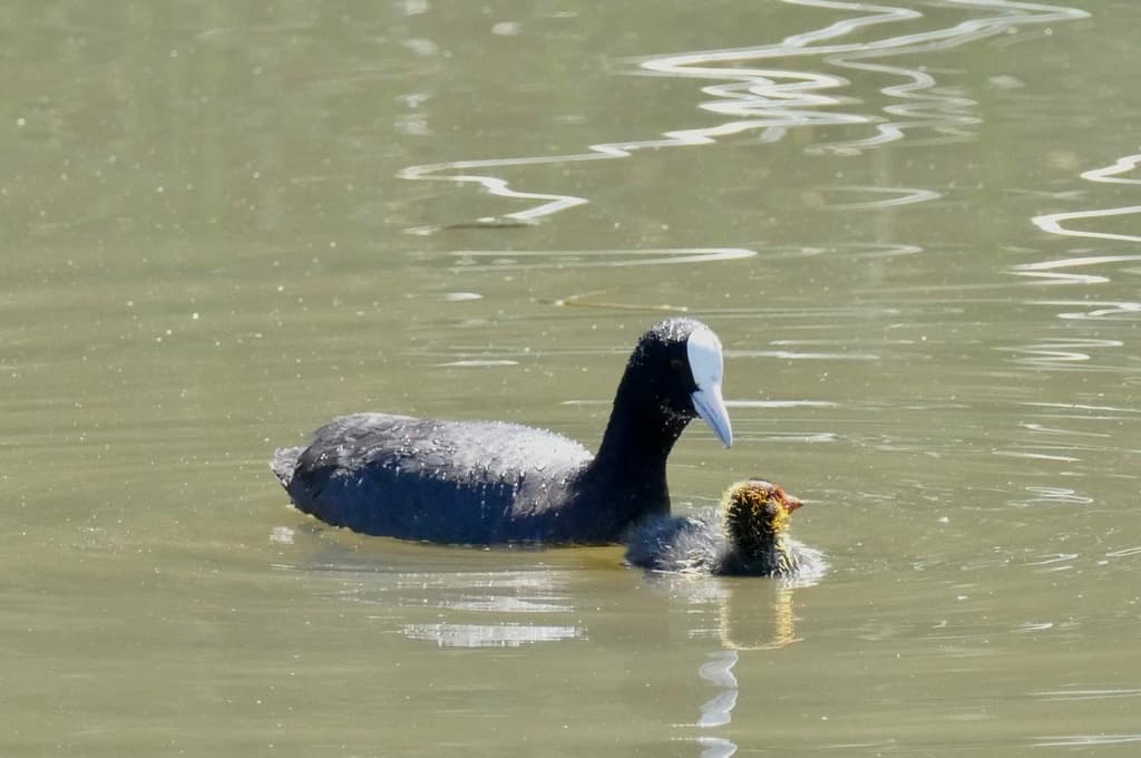 Eurasian Coot