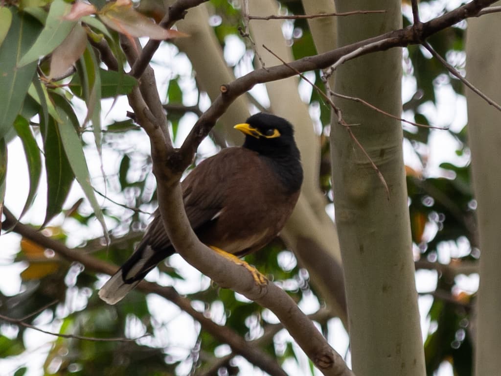 Common Myna