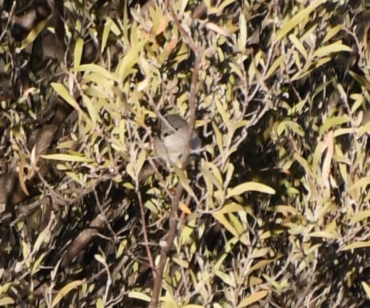 Slaty-backed Thornbill