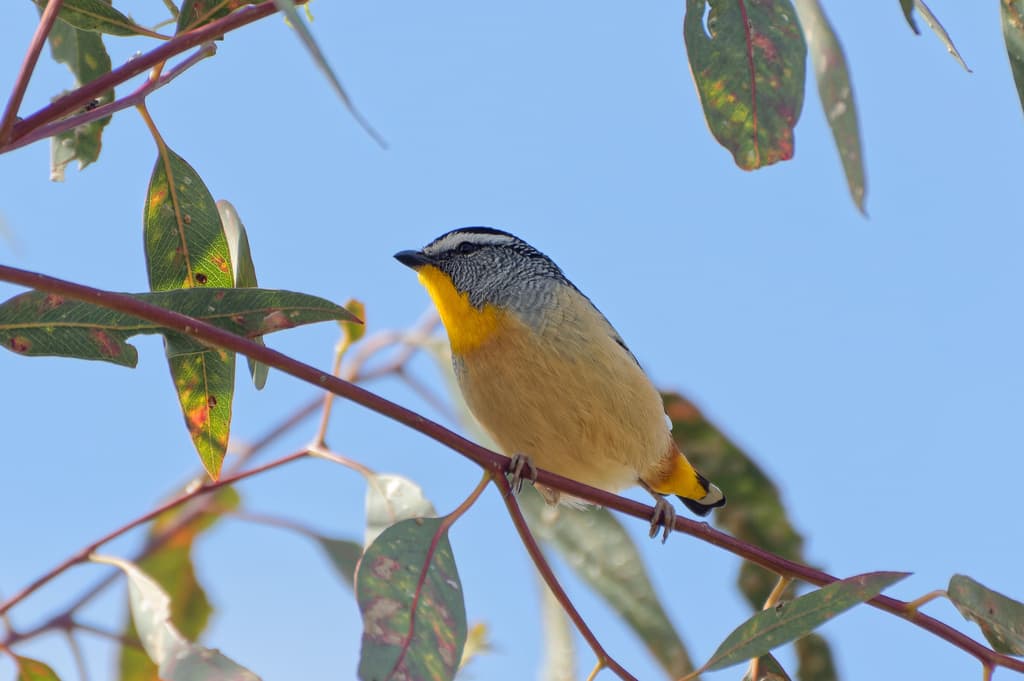 Spotted Pardalote