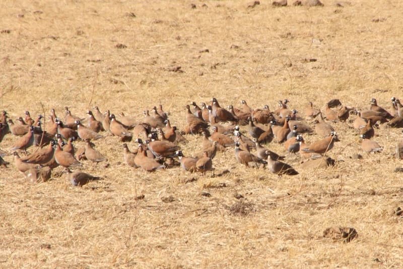 Flock Bronzewing