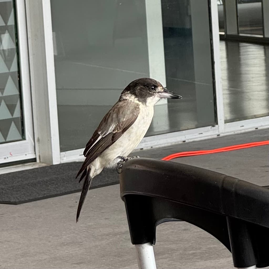 Grey Butcherbird