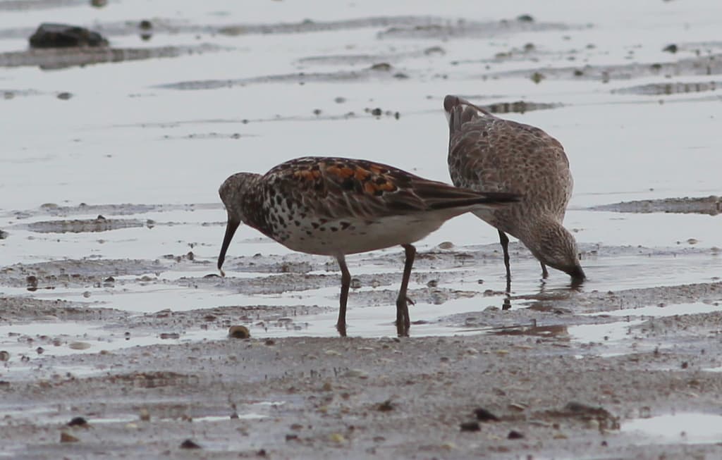 Great Knot