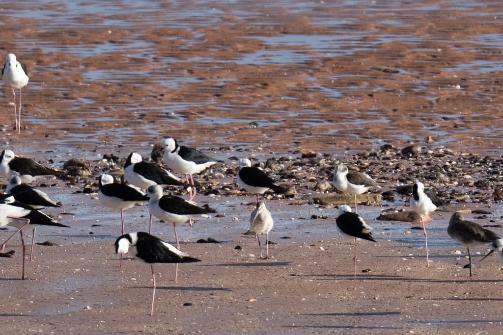 Asian Dowitcher