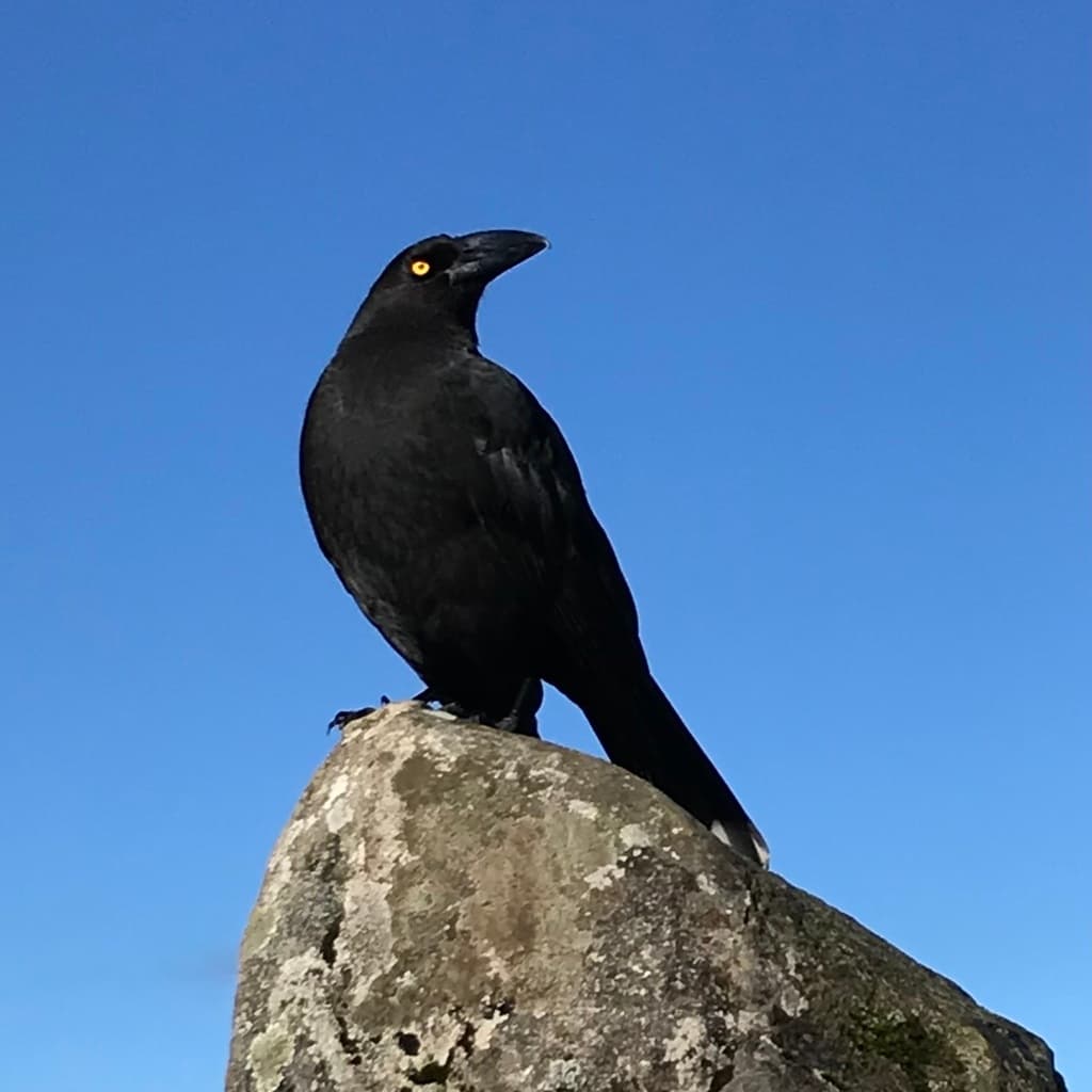 Black Currawong
