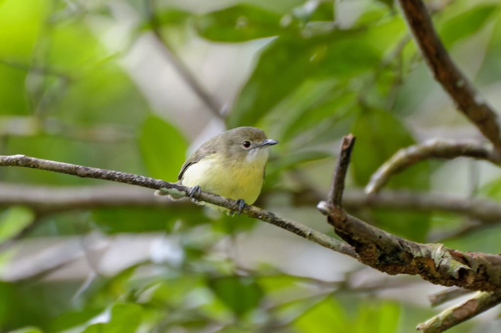 Fairy Gerygone
