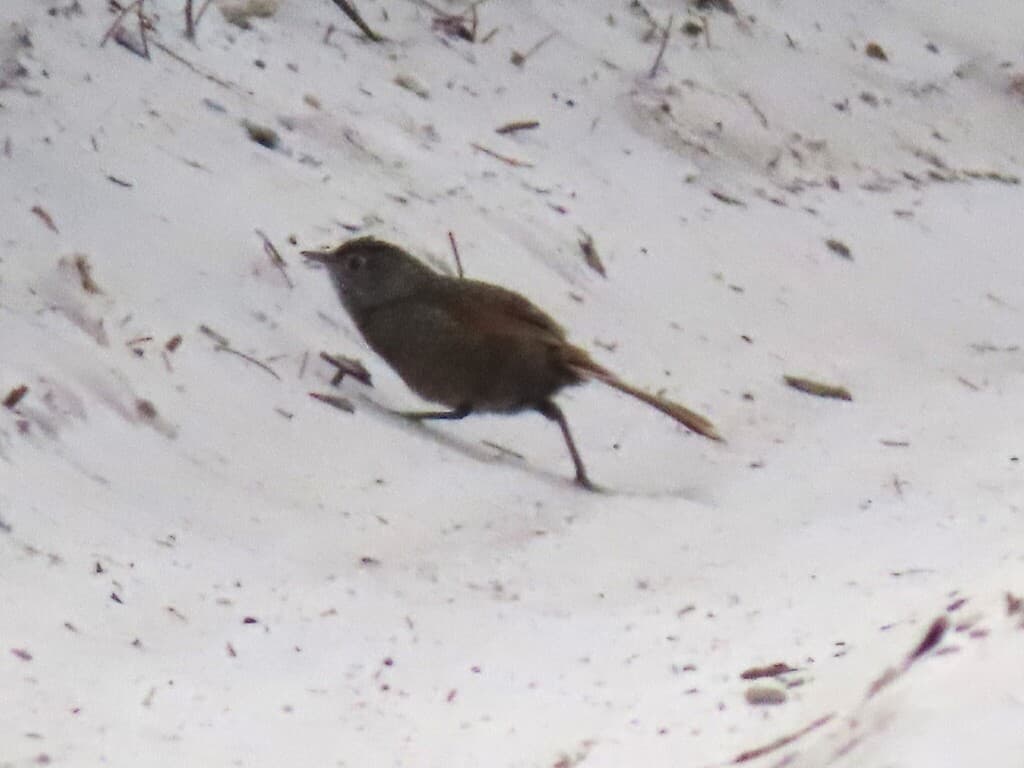 Western Bristlebird