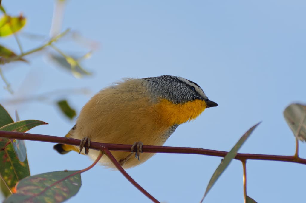 Spotted Pardalote