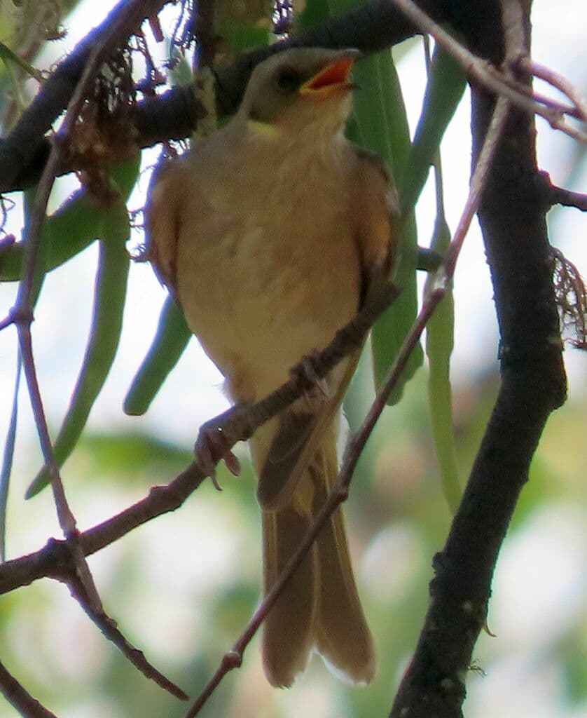 Fuscous Honeyeater