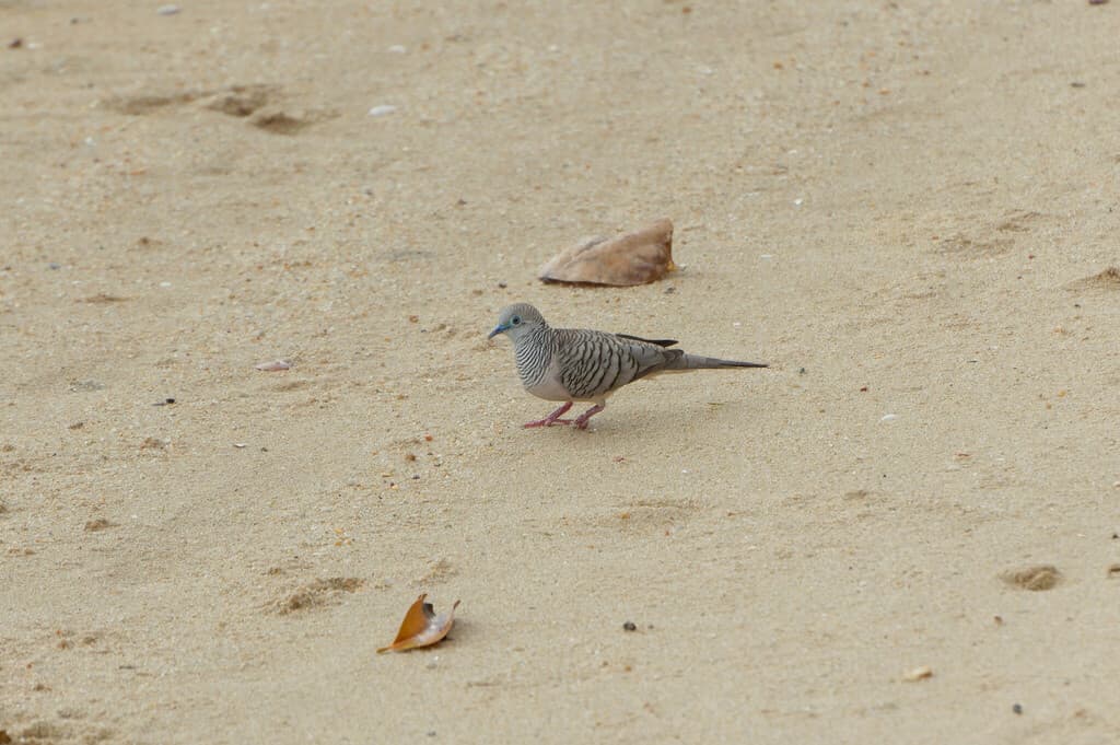 Peaceful Dove