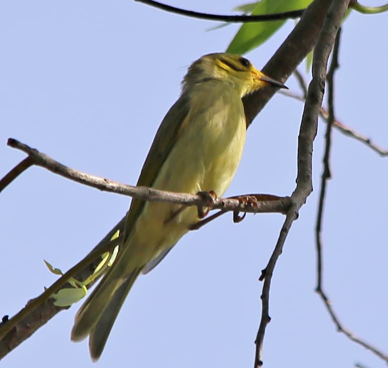 Yellow-tinted Honeyeater