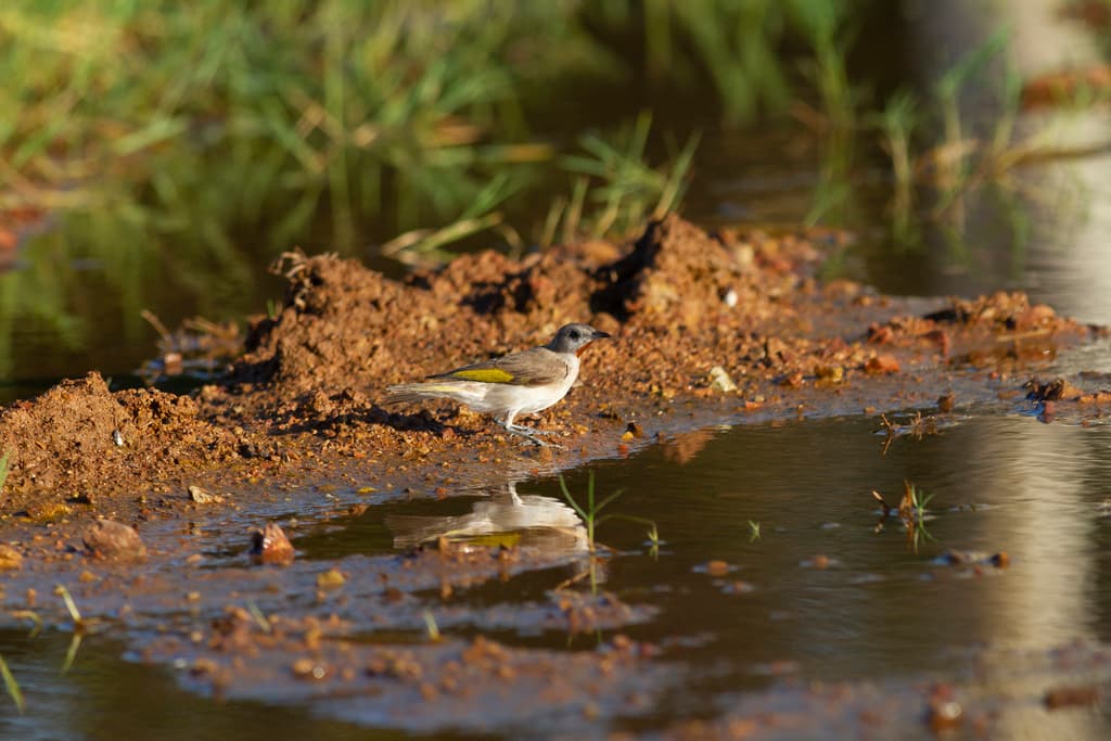 Rufous-throated Honeyeater