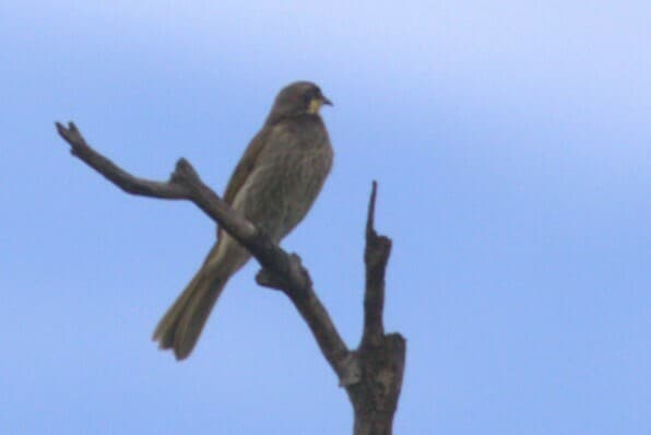 Mangrove Honeyeater