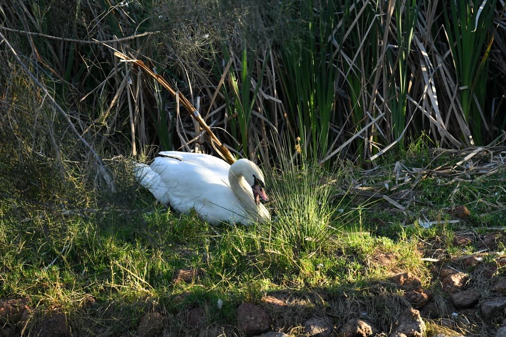 Mute Swan