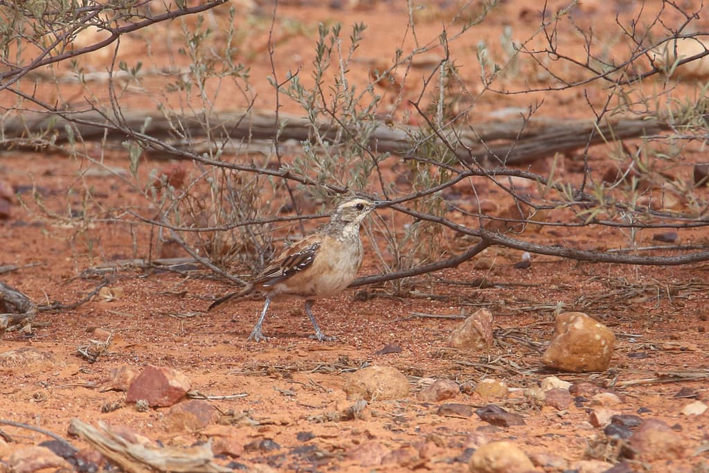 Chestnut-breasted Quail-thrush