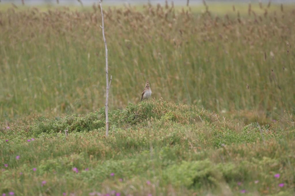 Eurasian Skylark