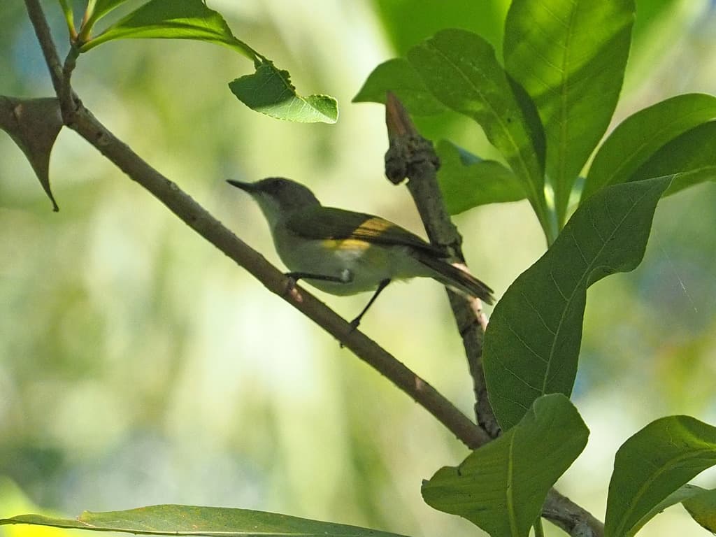 Green-backed Gerygone